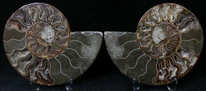 Cut/Polished Ammonite Pair - Agatized #21785